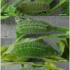 pol icarus larva4 volg13
